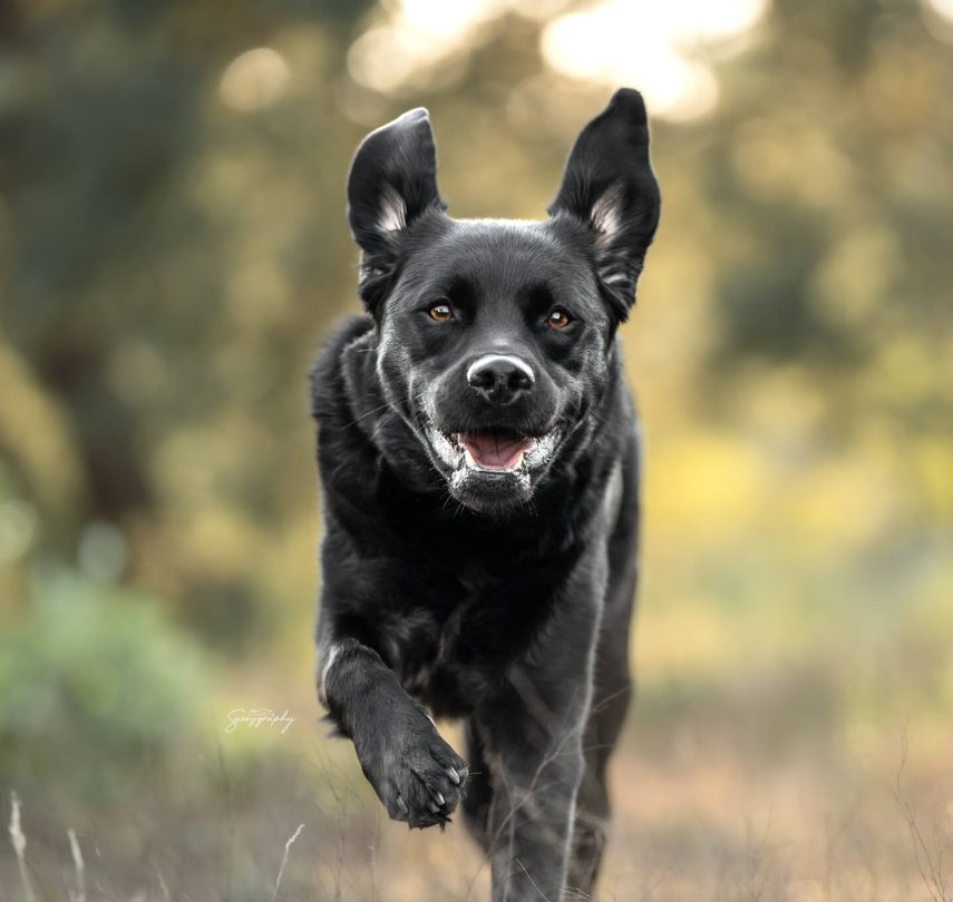 Schwarzer Hund springt auf die Kamera zu mit wehenden Ohren